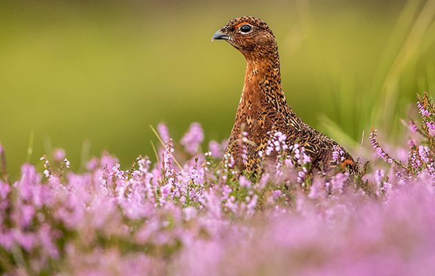 Grouse moor management debate