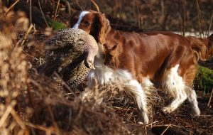 Photograph your gundog