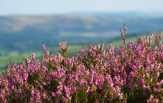 The 2018 Field Macnab Challenge