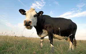 Alternatives to culling bull calves
