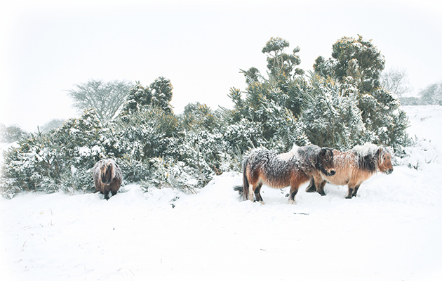 Best country Christmas cards