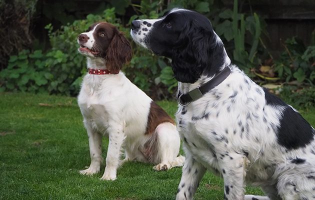 Training with treats