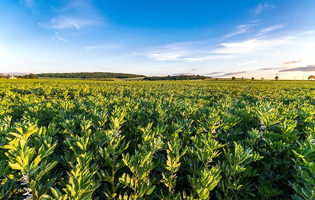 Best protein sources