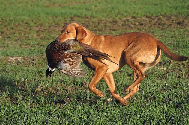labrador with pheasant
