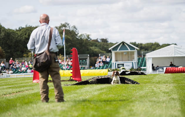 The Field Gundog Awards