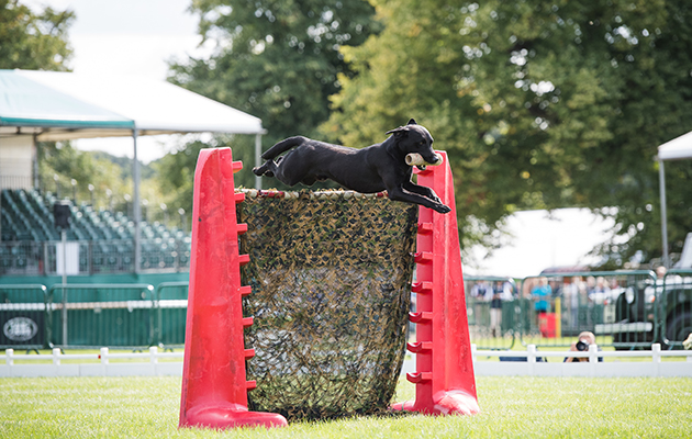 The Field Gundog Awards