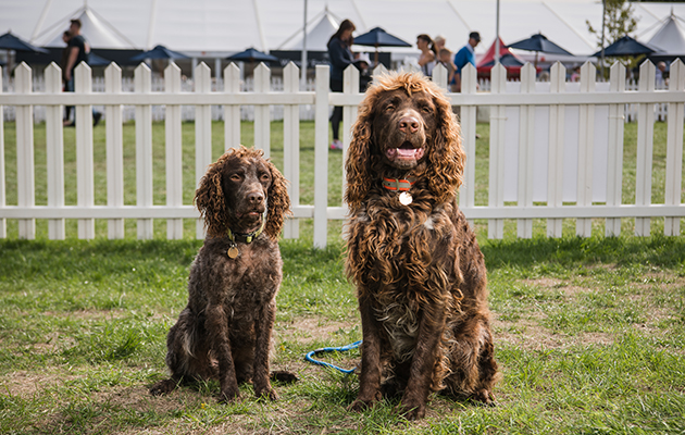 The Field Gundog Awards