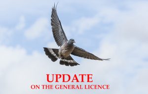Update on the General Licence