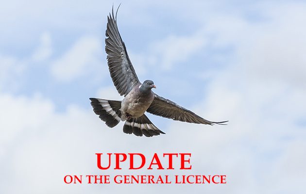 Update on the General Licence