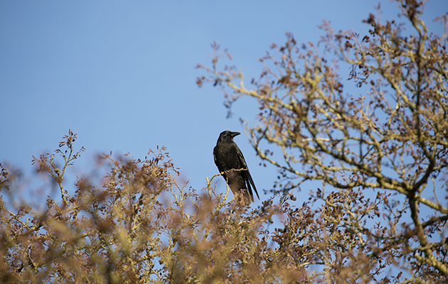 General Licence carrion crow