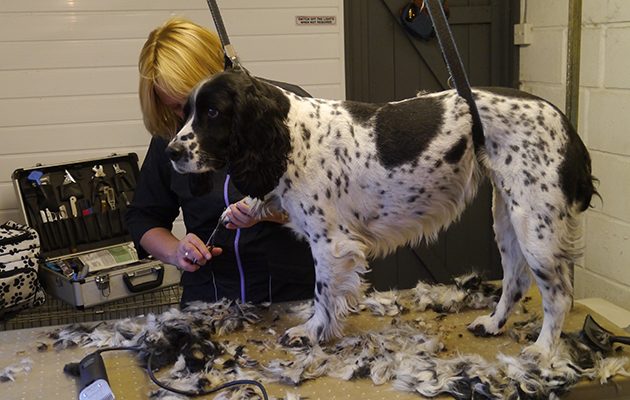 Gundog grooming