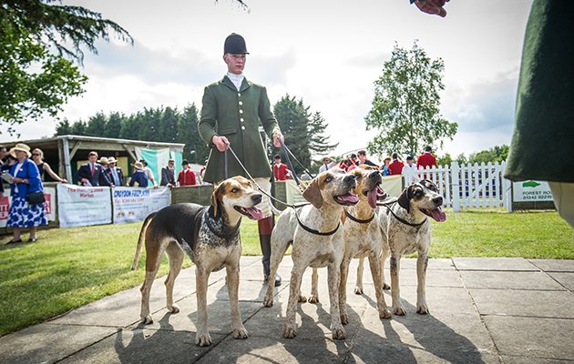 The South of England Hound Show