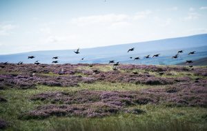 2019 Macnab Challenge