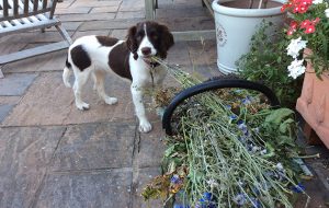 Naughtiest gundog