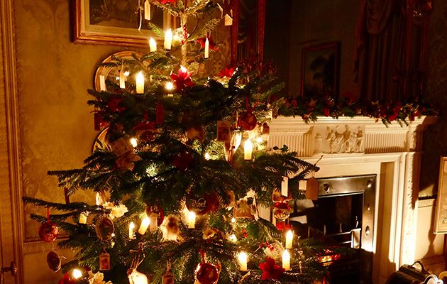 Christmas tree farming