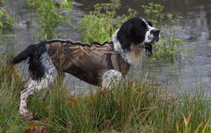 Gundog coats