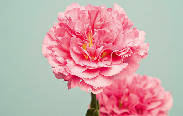 How to make carnation vodka