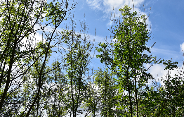 Ash dieback
