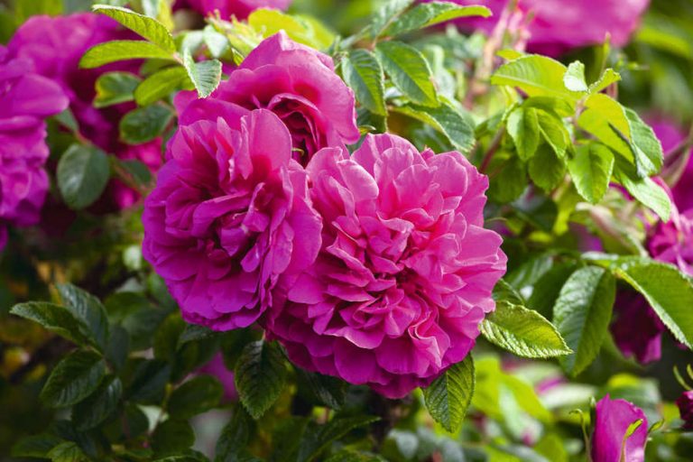 How to stop rabbits eating trees what to plant and how to protect