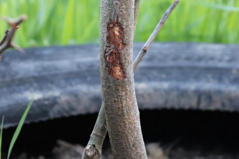 How to stop rabbits eating trees what to plant and how to protect