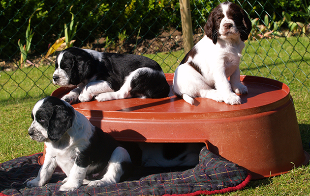 How to breed gundog puppies