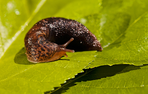 Homemade natural pesticide