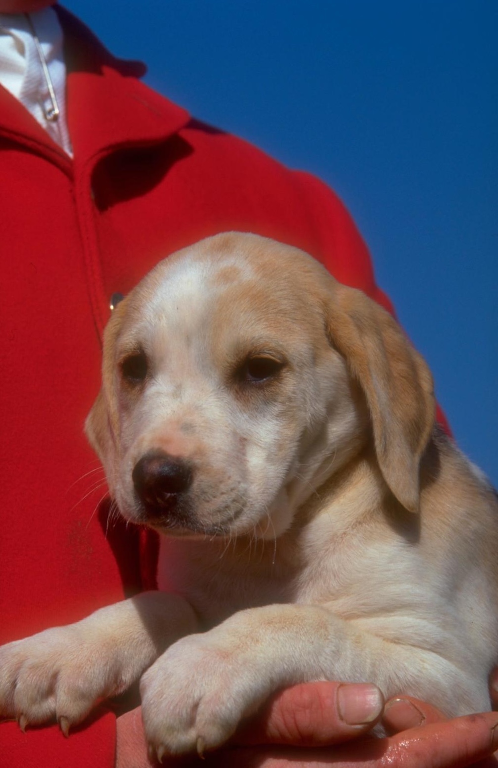 foxhound puppy