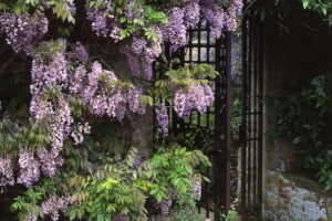 purple wisteria on gate