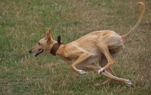 Compulsary dog walking