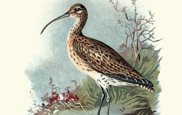 Curlew