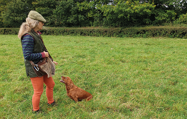 Gundog training at home