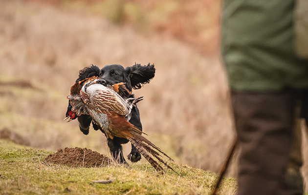 Gundog training at home