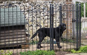 Gundog kennels