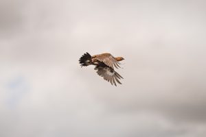 Grouse in flight