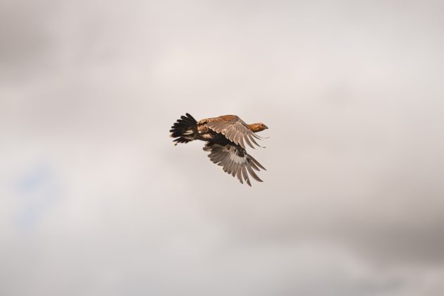 Grouse in flight