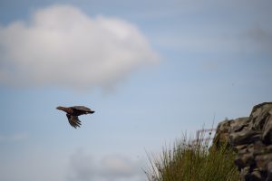 Grouse in flight