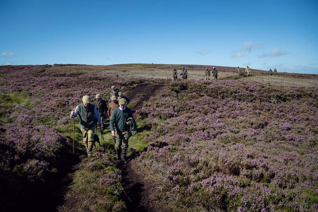 grouse moor