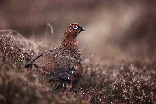 grouse