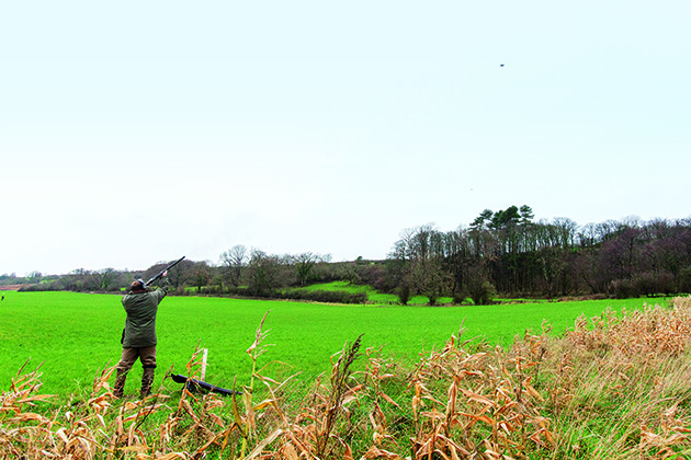 partridge shooting