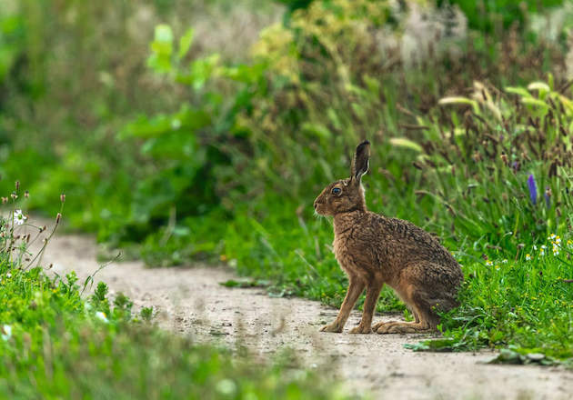 Brown hare