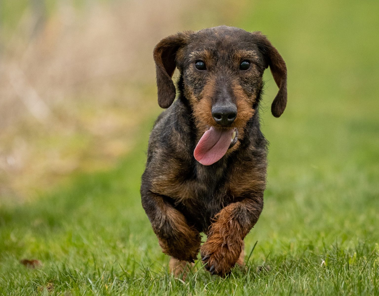Teckels the wirehaired dachshund is a sporting sausage dog The Field