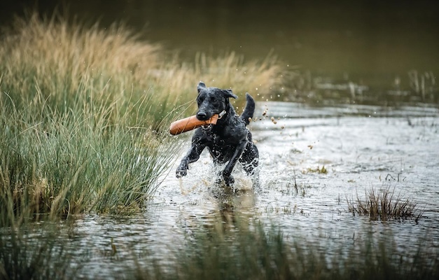 labrador with dummy in water
