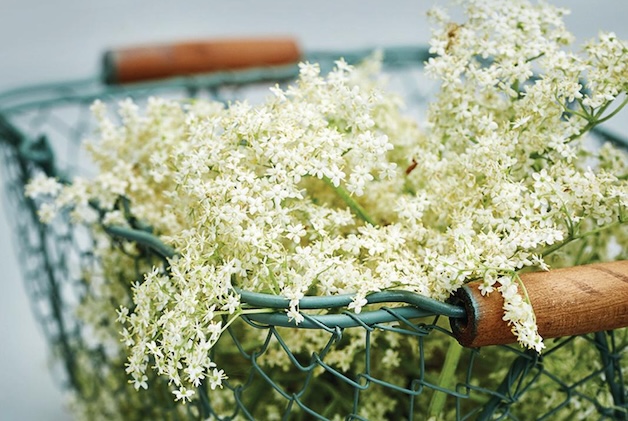 elderflowers