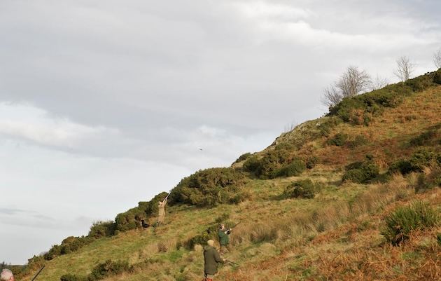 high birds pheasant shooting