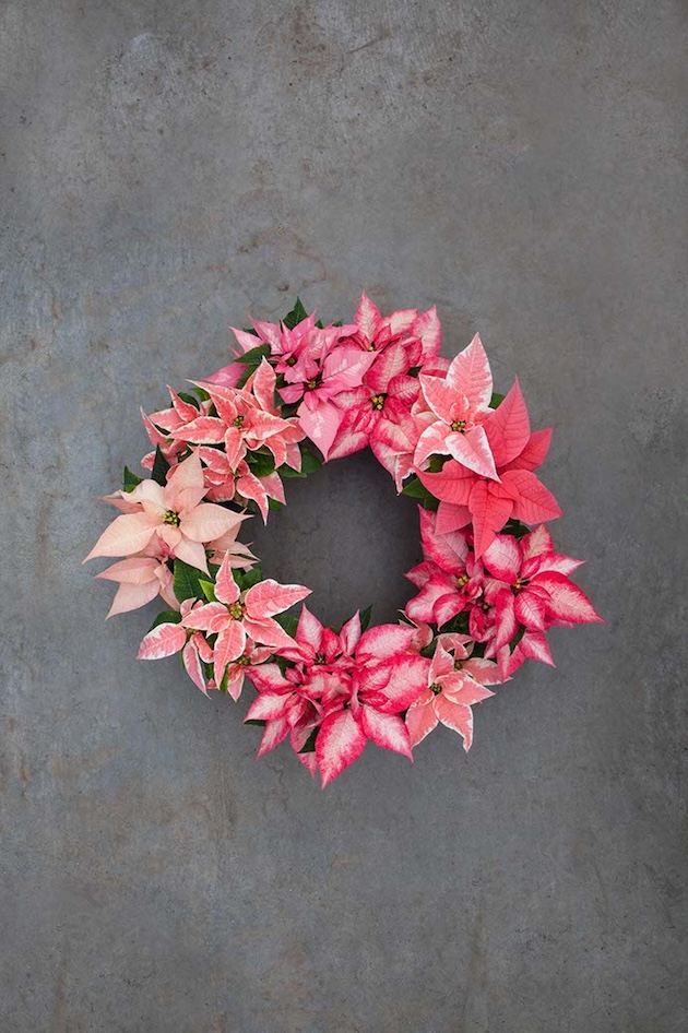 poinsettia wreath