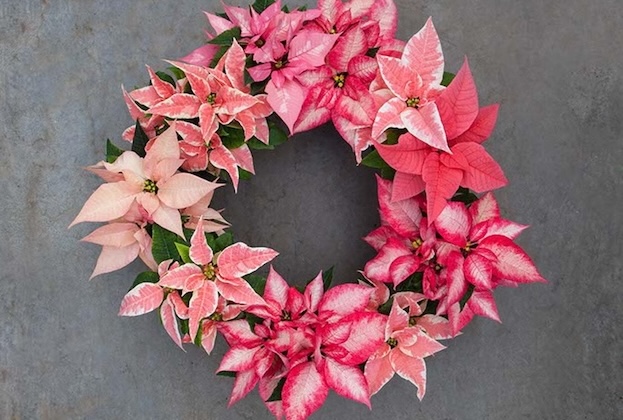 Poinsettia wreath