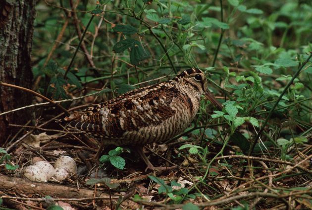 woodcock