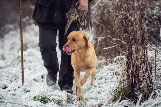 labrador in snow 