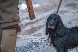 wet spaniel