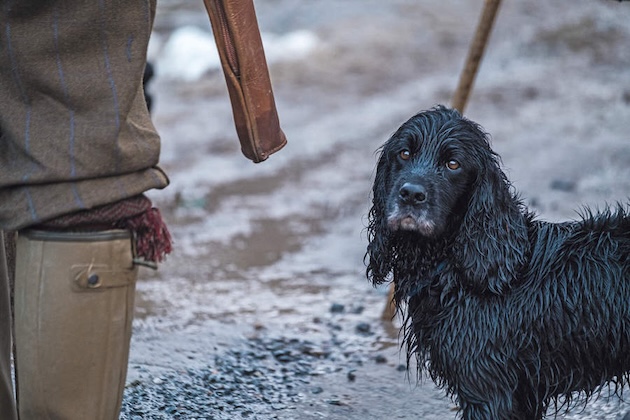 wet spaniel